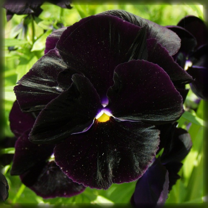 Виола Пенни black