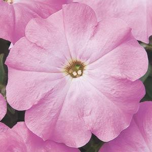 _Петуния Мираж lilac