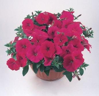_Петуния Нуволари deep rose  