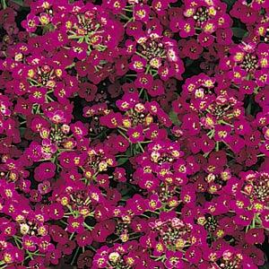 _Алиссум Истер Бонет violet