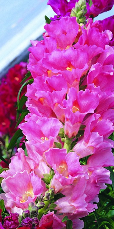 _Львиный зев Ла Белла pink
