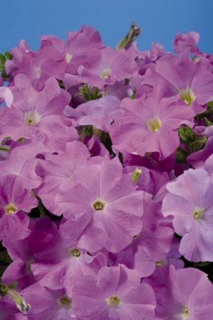 Архив Петуния Аладин lilac (драже)