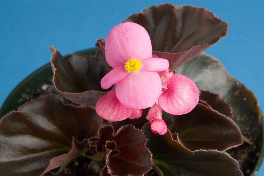 _Бегония Эврика bronze leaf pink 