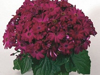 Архив Цинерария Джестер pure carmine (драже)