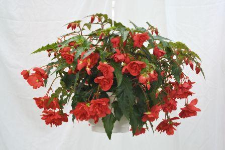 _Бегония Иллюминейшн rose