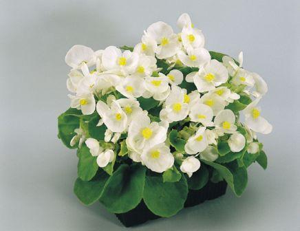 Бегония Супер Олимпиа white (драже)