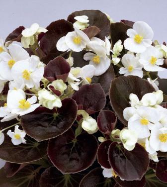 Архив Бегония Сенатор white (драже)