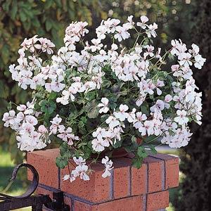 _Пеларгония (Герань) Самма Шауэрс white blush