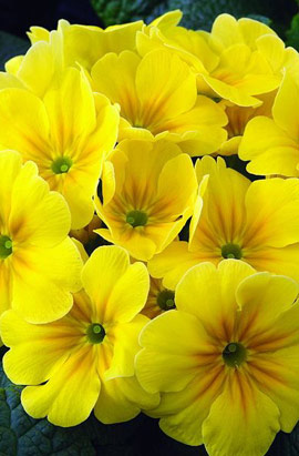 _Примула Примера yellow (primed семена)