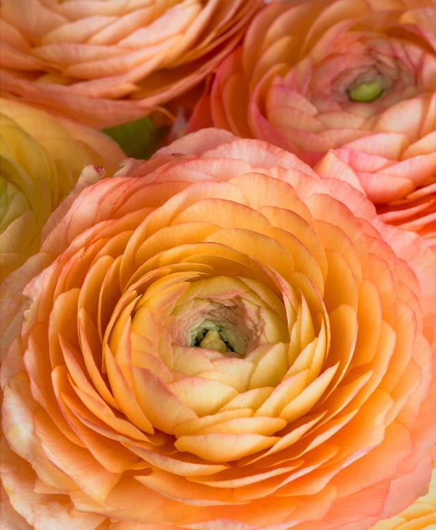 _Ранункулюс Меджик pink & peach (драже)