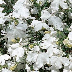 _Лобелия Ривьера white