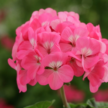 _Пеларгония (герань) Хорайзон rose