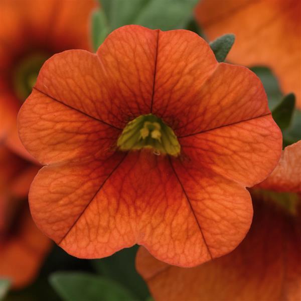 _Калибрахоа Каблум orange (мульти-драже)