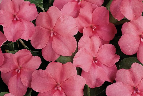 _Бальзамин Супер Элфин XP deep pink
