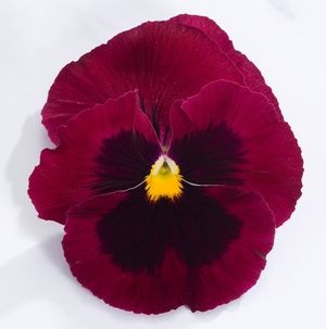 Архив Виола Динамит deep rose with blotch