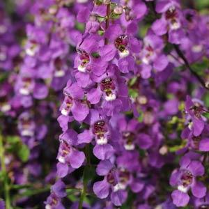 _Ангелония Серена purple (драже)