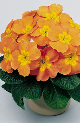 _Примула Примера orange (primed семена)