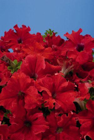 Архив Петуния Аладин red