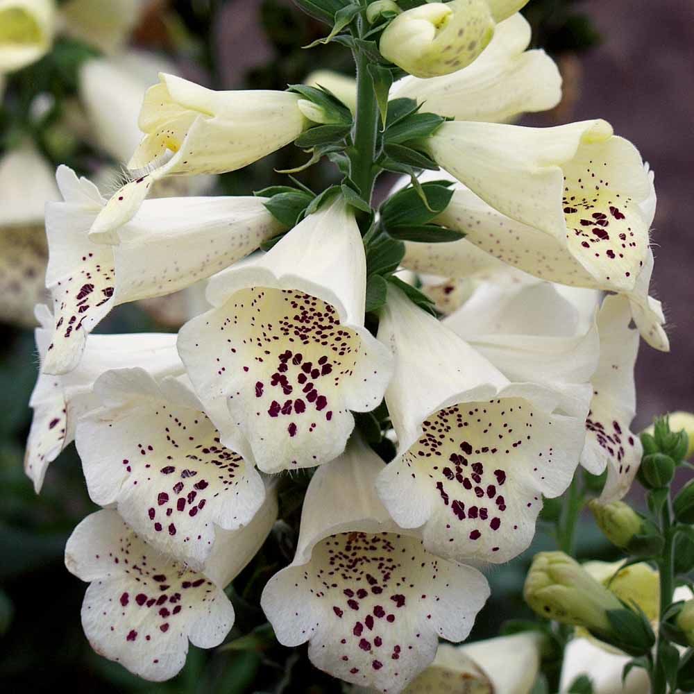 _Наперстянка Камелот white (драже)