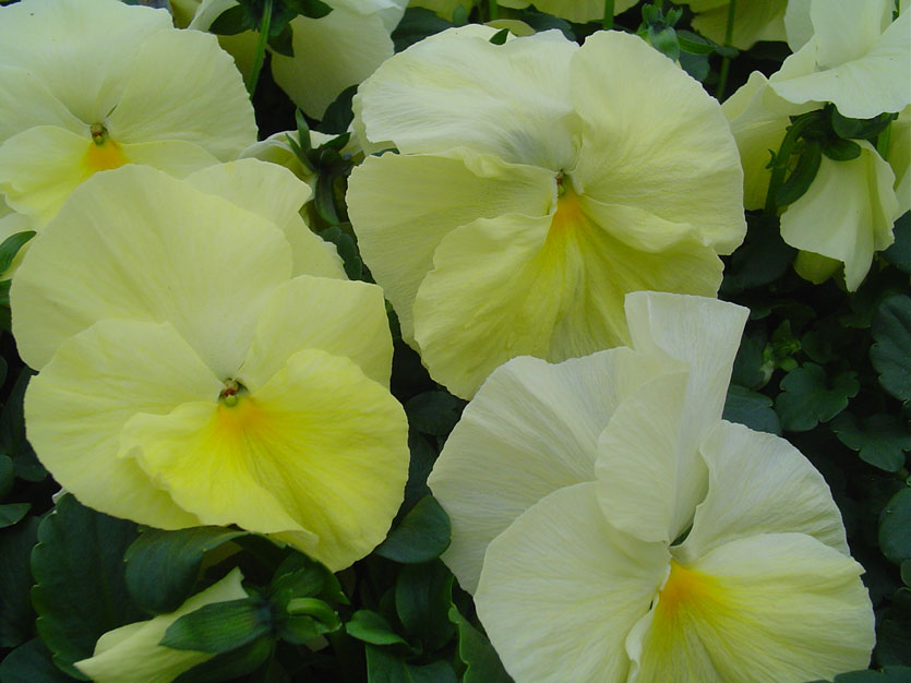Архив Виола Целло primrose