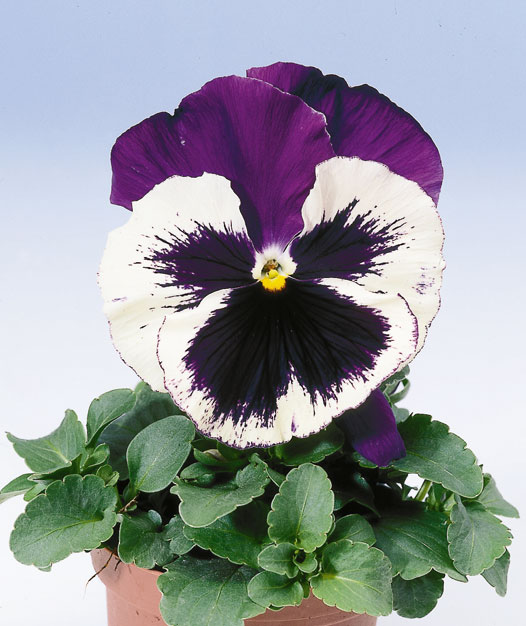 Архив Виола Целло violet face