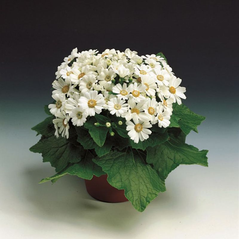 _Цинерария Джестер pure white