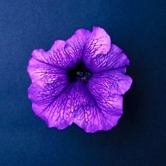 _Петуния Донна blue vein