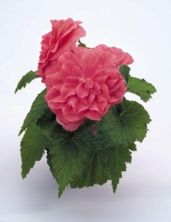 Архив Бегония Нонстоп pink