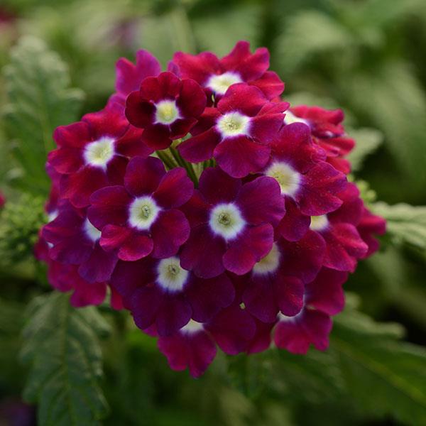 Вербена Кварц XP violet with eye