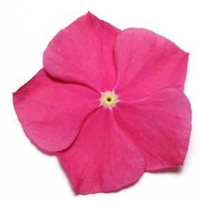 _Катарантус (Винка) Пасифика XP raspberry