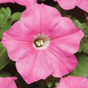 _Петуния Мираж pink