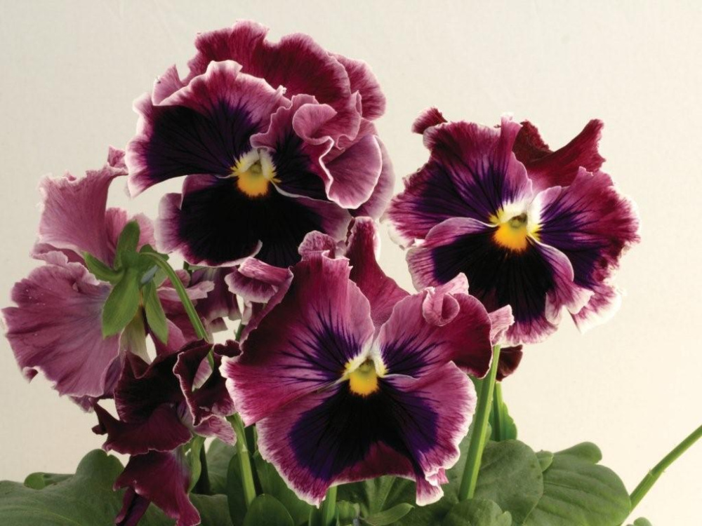 _Виола виттрокка Орчи Бургунди, кассета