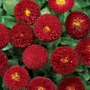 _Маргаритка Белиссима red (драже)