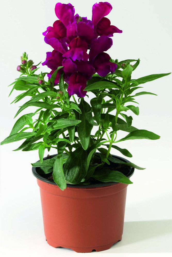 Архив Львиный зев Монтего violet