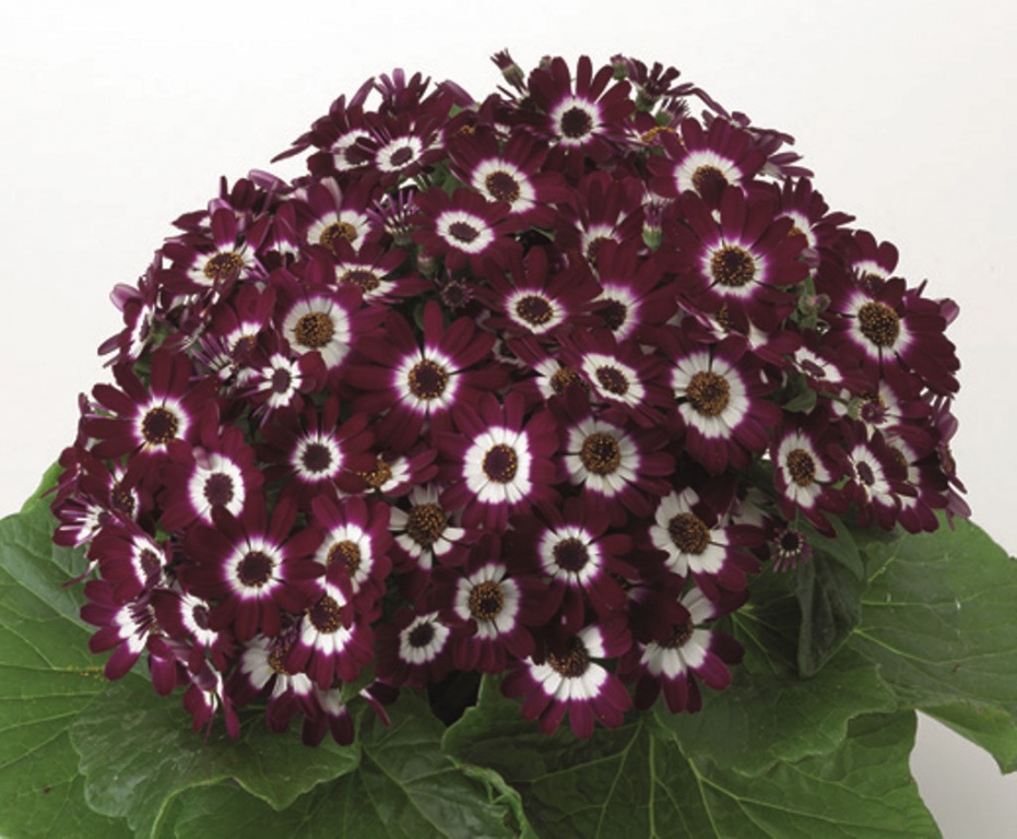 Архив Цинерария Венеция bordeaux with ring