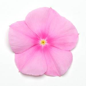 Архив Катарантус (Винка) Титан icy pink
