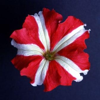 _Петуния Донна star red & white