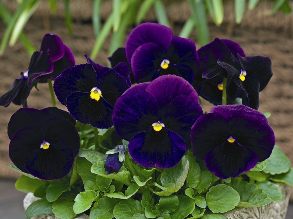 Архив Виола Карма purple