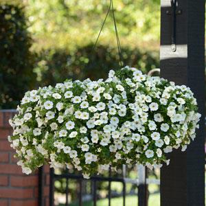 Архив Калибрахоа Каблум white (драже)