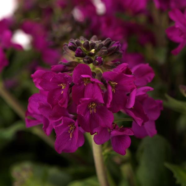 _Арабис Барранка deep rose
