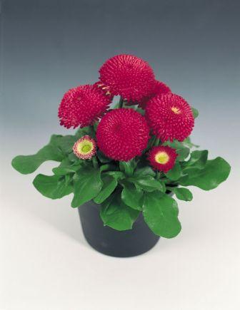 _Маргаритка Тассо deep rose