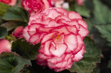 Бегония Нонстоп rose petticoat