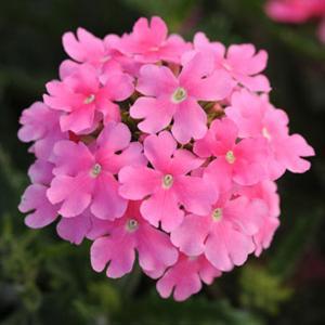 _Вербена Кварц XP pink