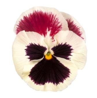 Виола Премьер purple rose & white