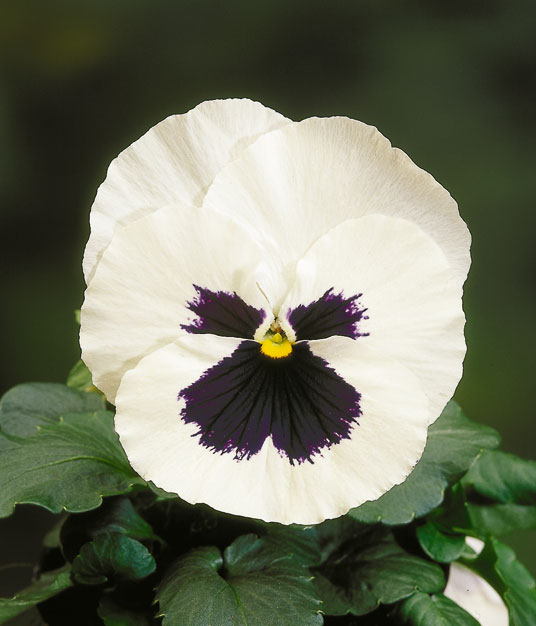 Архив Виола Целло white with blotch