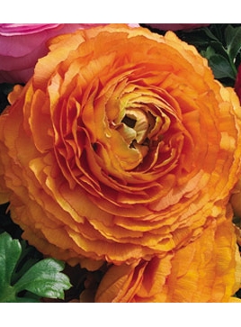 _Ранункулюс Меджик orange (драже)