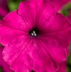 _Петуния Дамаск purple (драже)