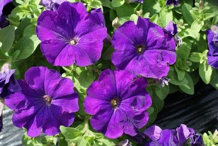 Петуния МАМБО GP МИД БЛУ