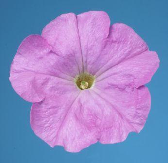 _Петуния Селебрити lilac