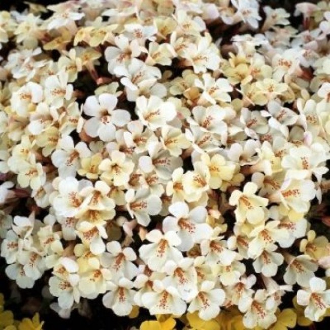 Архив Мимулюс Мэджик ivory